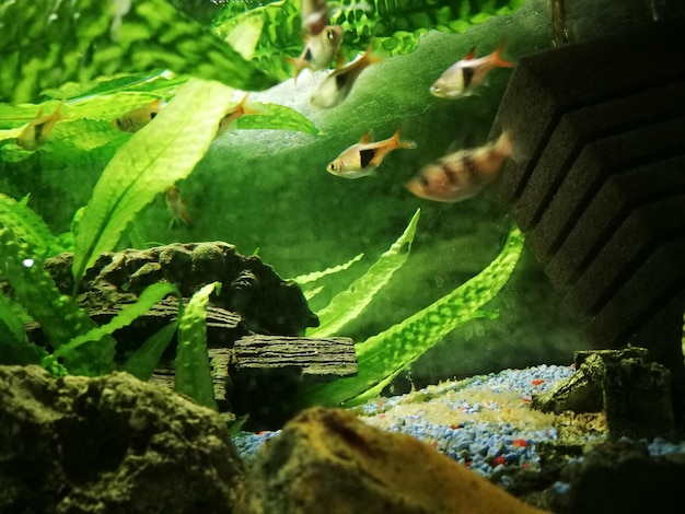 Foto fische im aquarium