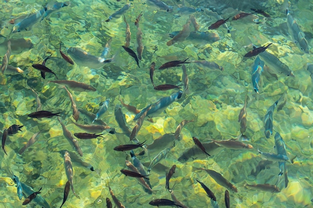 Fische im klaren Wasser, Sonnenreflexion, Ägäis, Bodrum, Türkei. Fischen Sie im kristallklaren Meerwasser