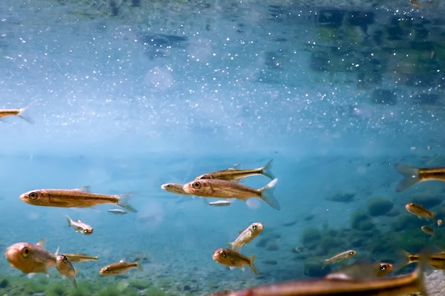 Fische im natürlichen Lebensraum Süßwasserfische