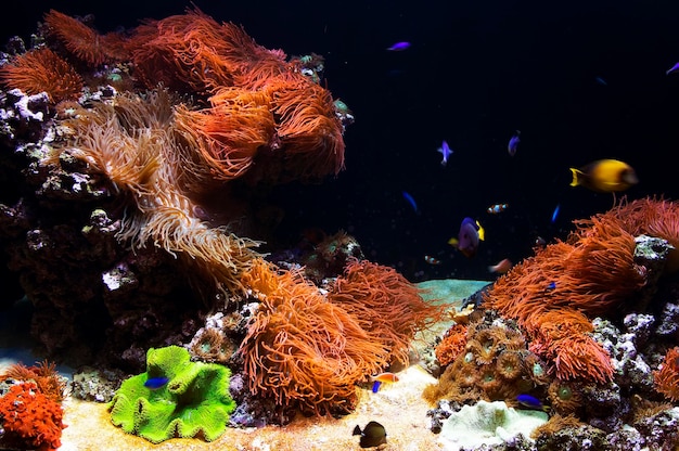 Foto fische schwimmen an korallen unter wasser