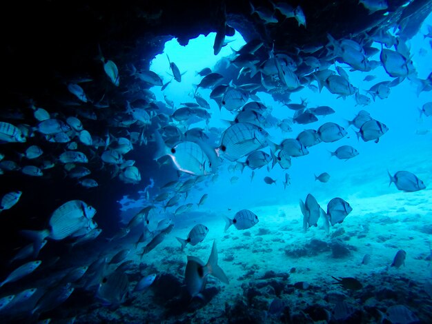 Fische schwimmen im Aquarium