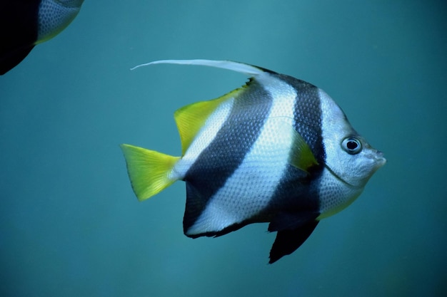 Foto fische schwimmen im aquarium