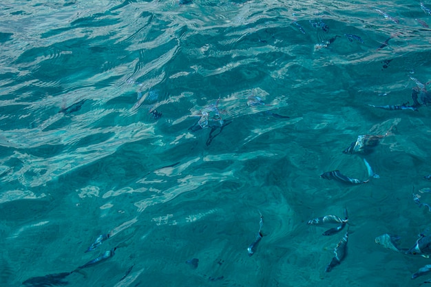 Fische schwimmen im Meer auf Sardinien unter dem klaren Wasser des Meeres