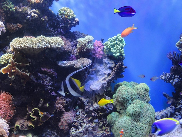 Fische schwimmen im Meer in der Nähe von Korallen