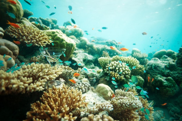 Fische schwimmen im Meer über Korallenriffen