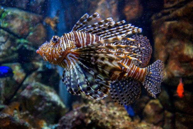 Foto fische schwimmen im meer