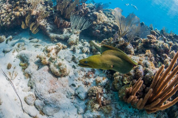 Foto fische schwimmen im meer