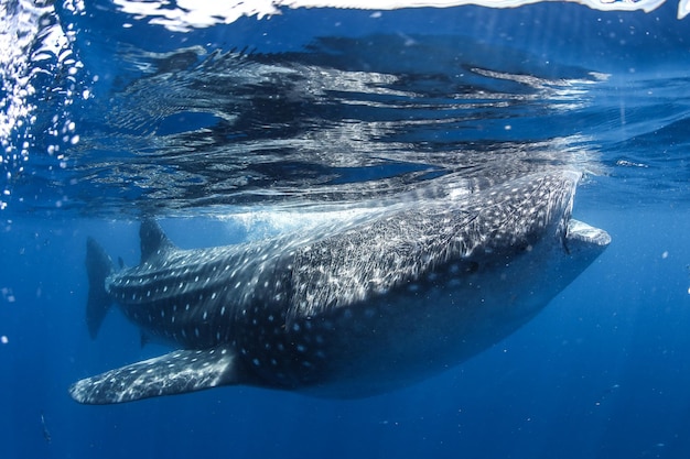 Fische schwimmen im Meer