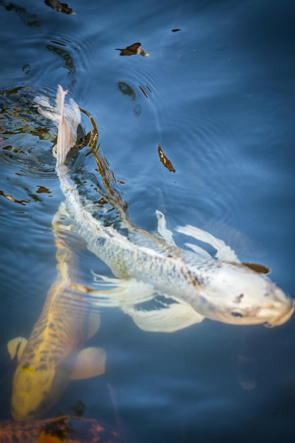 Foto fische schwimmen im meer