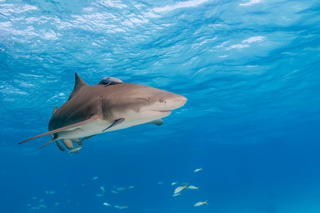 Fische schwimmen im Meer