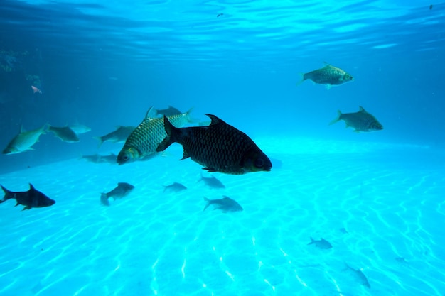 Fische schwimmen im Meer