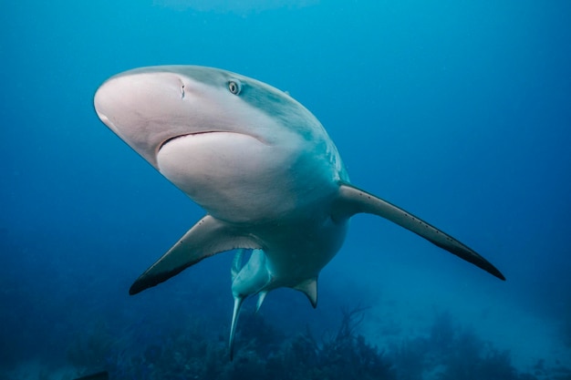 Fische schwimmen im Meer