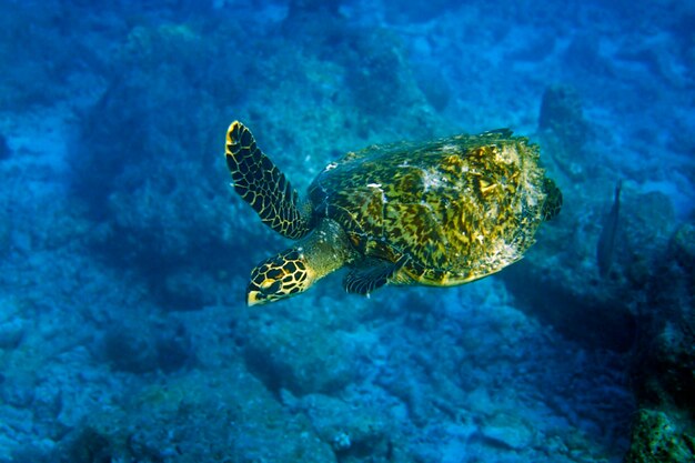 Foto fische schwimmen im meer