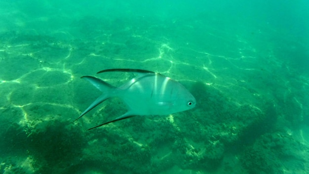 Foto fische schwimmen im meer