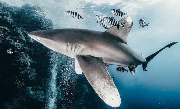 Fische schwimmen im Meer