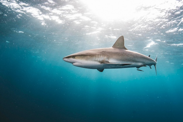 Foto fische schwimmen im meer