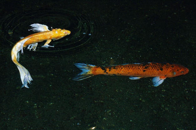 Foto fische schwimmen im meer