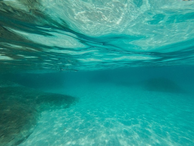 Fische schwimmen im Meer