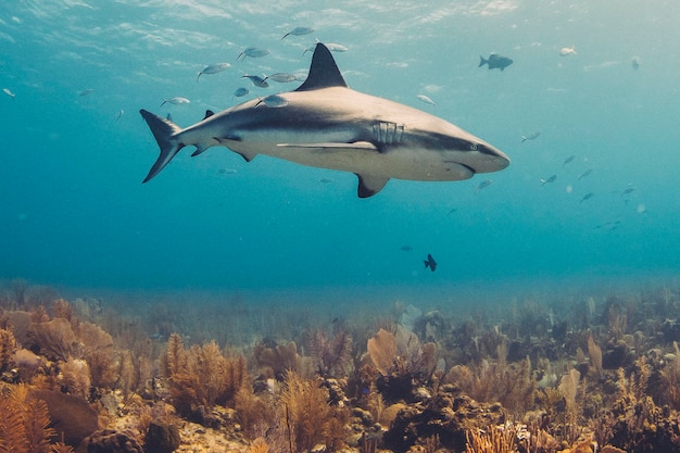 Fische schwimmen im Meer