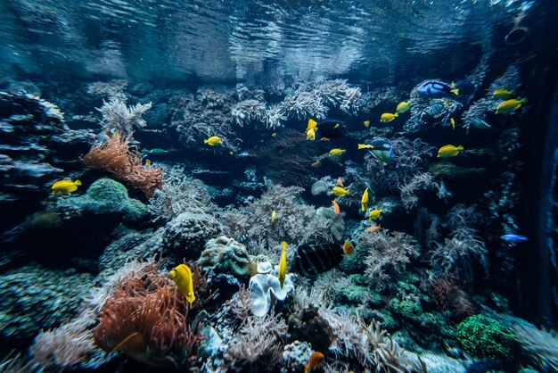 Fische schwimmen im Meer