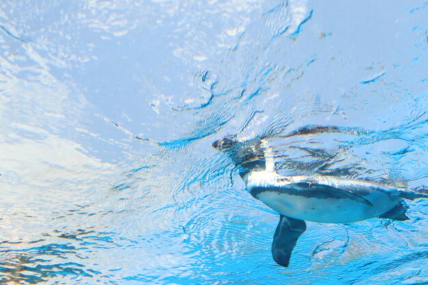 Foto fische schwimmen im meer