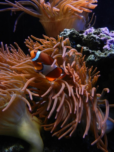 Foto fische schwimmen im meer