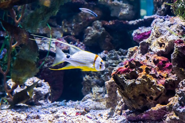 Foto fische schwimmen im meer