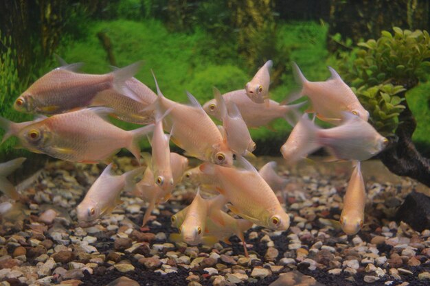 Foto fische schwimmen im meer