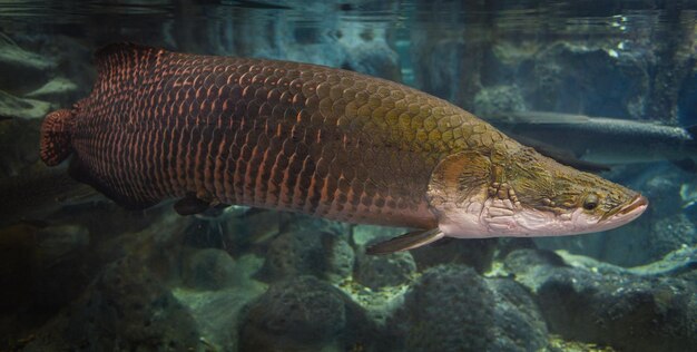 Fische schwimmen im Meer