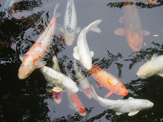 Foto fische schwimmen im meer