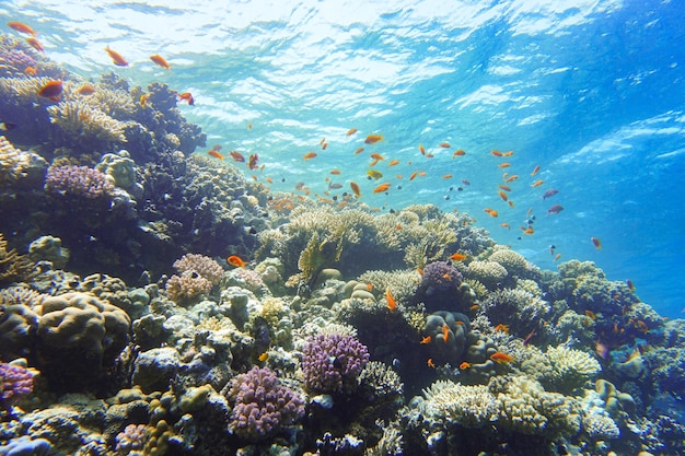 Fische schwimmen im Meer