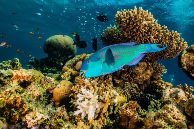 Foto fische schwimmen im meer