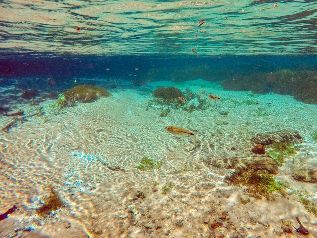 Fische schwimmen im Meer