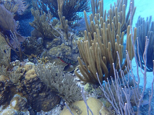 Fische schwimmen im Meer