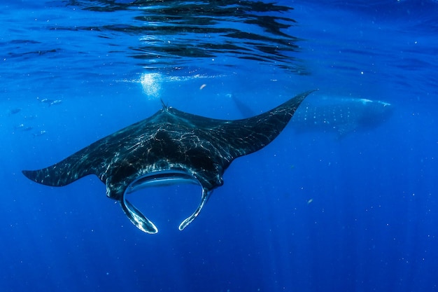 Fische schwimmen im Meer