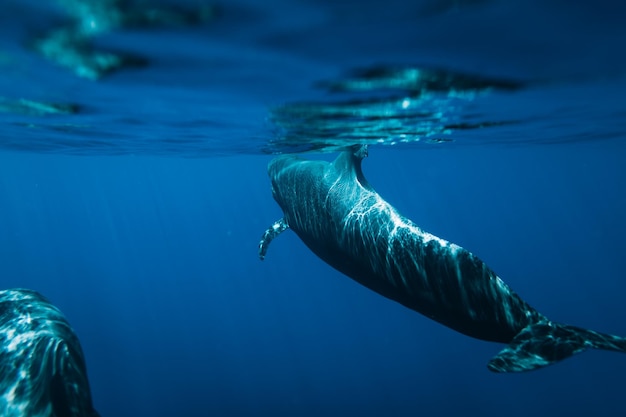 Fische schwimmen im Meer