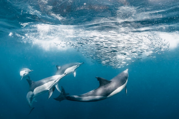 Foto fische schwimmen im meer