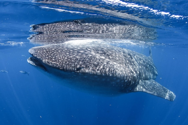 Fische schwimmen im Meer