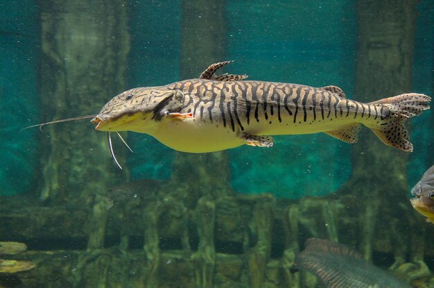 Foto fische schwimmen im meer