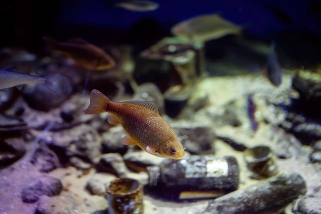 Fische schwimmen im schmutzigen Wasser zwischen Müll Konzept Umweltschutz Ökologisches Problem mit verschmutztem Wasser