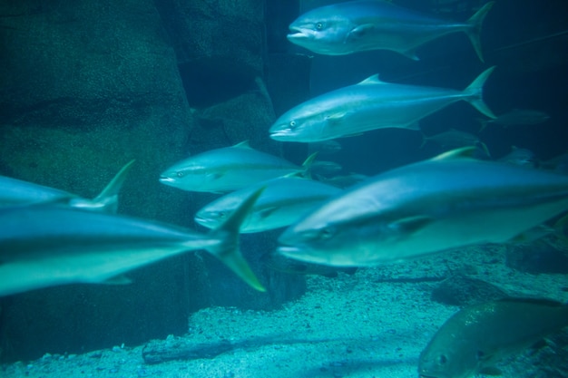 Fische schwimmen im Tank