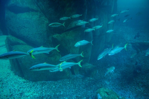 Fische schwimmen im Tank