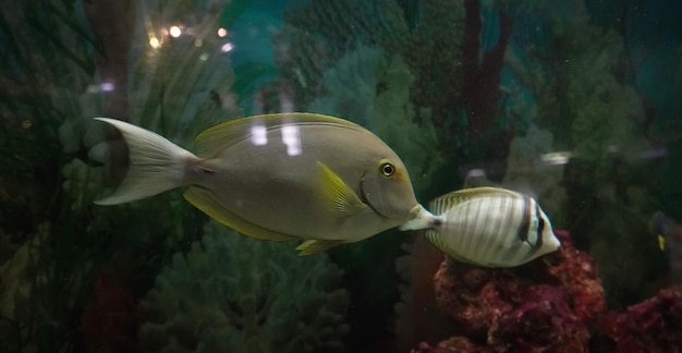 Fische schwimmen im Wasser