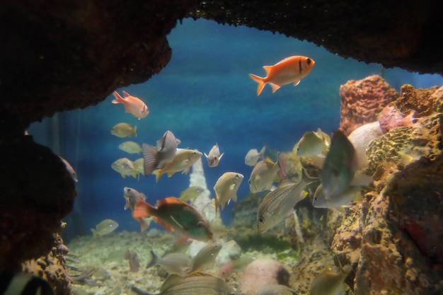 Fische schwimmen in der Unterwasserwelt im Ozeanarium in der Dominikanischen Republik