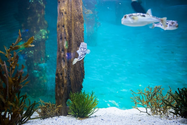 Fische schwimmen in einem Tank