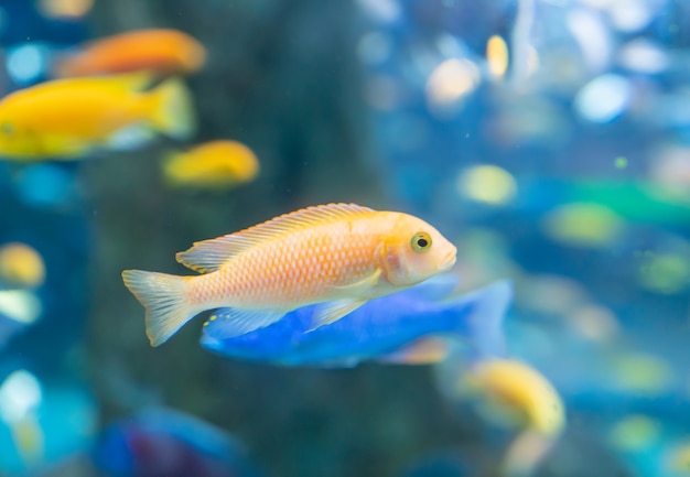 Fische und Landschaft im Aquarium