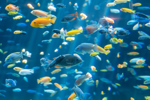 Fische und Landschaft im Aquarium