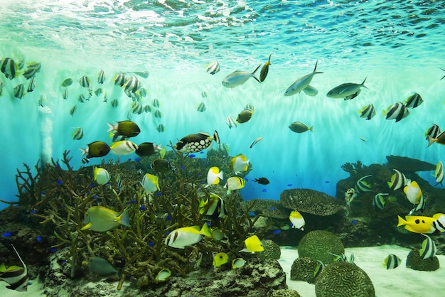 Fische unter Wasser im Aquarium