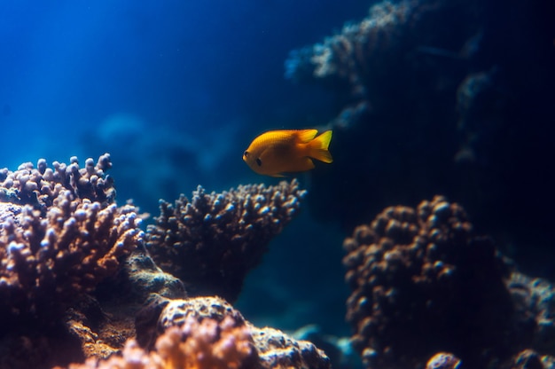 Fischen Sie in einem Aquarium am Roten Meer