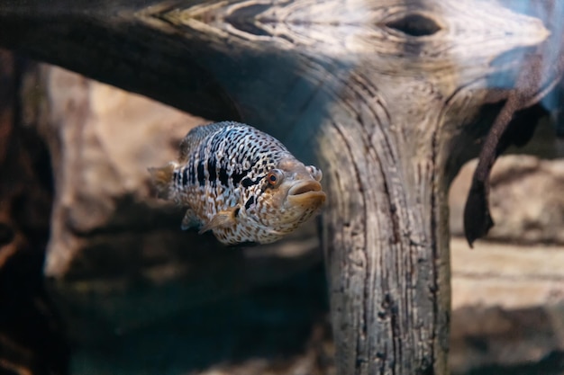 Fischen Sie in einem Meerwasseraquariumfoto mit einer Kopie des Raums